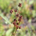 Attēlu rezultāti vaicājumam “Luzula multiflora fruit”