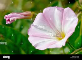 Attēlu rezultāti vaicājumam “Convolvulus arvensis flower”