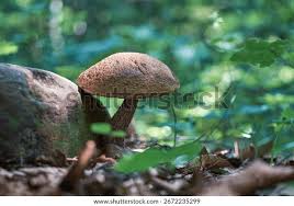 Attēlu rezultāti vaicājumam “Leccinum scabrum”