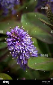 Attēlu rezultāti vaicājumam “Jasione montana flower”