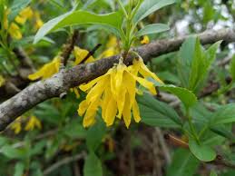 Attēlu rezultāti vaicājumam “Forsythia viridissima”