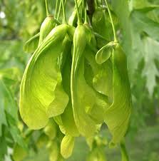 Attēlu rezultāti vaicājumam “Acer saccharinum fruit”