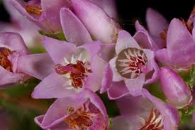 Attēlu rezultāti vaicājumam “Ericaceae”