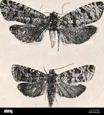 Attēlu rezultāti vaicājumam “Retinia resinella”
