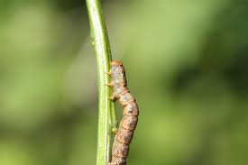 Attēlu rezultāti vaicājumam “Colotois pennaria”