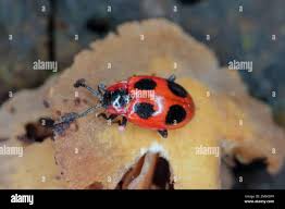 Attēlu rezultāti vaicājumam “Endomychus coccineus”