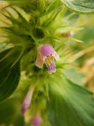 Attēlu rezultāti vaicājumam “Galeopsis tetrahit flower”