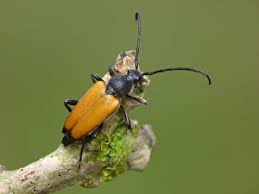 Attēlu rezultāti vaicājumam “Leptura rubra”