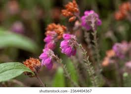 Attēlu rezultāti vaicājumam “Erica tetralix leaf”