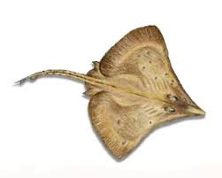 Image result for Dipturus batis