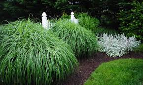 Image result for Miscanthus sinensis Zebrina