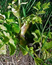 Attēlu rezultāti vaicājumam “Aphodius subterraneus imago”