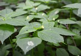 Attēlu rezultāti vaicājumam “Impatiens parviflora”