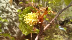 Attēlu rezultāti vaicājumam “Fagus sylvatica male flower”