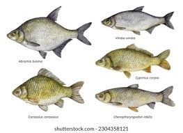 Image result for Abramis brama