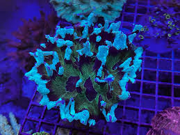 Attēlu rezultāti vaicājumam “Colostygia pectinataria male”