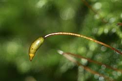 Attēlu rezultāti vaicājumam “Isothecium myosuroides”