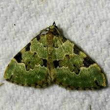 Attēlu rezultāti vaicājumam “Colostygia pectinataria male”