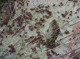 Attēlu rezultāti vaicājumam “Baeomyces rufus”