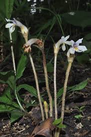Attēlu rezultāti vaicājumam “Orobanche reticulata flower”