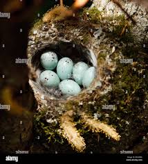 Attēlu rezultāti vaicājumam “Fringilla coelebs nest”
