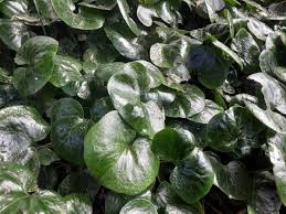 Attēlu rezultāti vaicājumam “Asarum europaeum leaf”