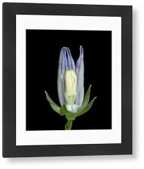 Attēlu rezultāti vaicājumam “Campanula persicifolia bud”