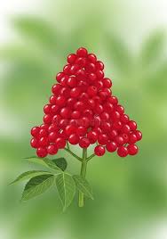 Attēlu rezultāti vaicājumam “Sambucus racemosa fruit”