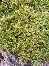 Attēlu rezultāti vaicājumam “Pleurozium schreberi”