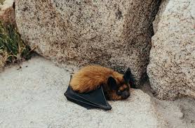Attēlu rezultāti vaicājumam “Myotis brandtii”