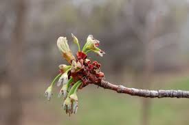 Attēlu rezultāti vaicājumam “Acer saccharinum flower”