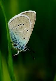 Attēlu rezultāti vaicājumam “Cyaniris semiargus male”