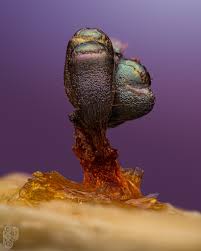 Attēlu rezultāti vaicājumam “Metatrichia sp.”