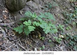 Attēlu rezultāti vaicājumam “Actaea spicata”