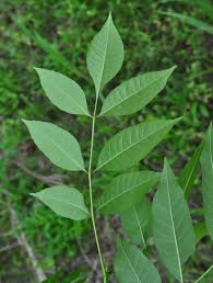 Attēlu rezultāti vaicājumam “Fraxinus pennsylvanica”