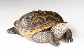 Image result for Malaclemys terrapin