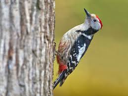 Attēlu rezultāti vaicājumam “Dendrocopos medius adult”