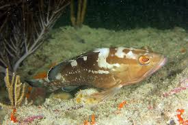 Image result for Epinephelus morio