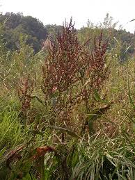 Attēlu rezultāti vaicājumam “Rumex hydrolapathum”