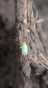 Attēlu rezultāti vaicājumam “Lygus pratensis imago”