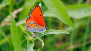 Attēlu rezultāti vaicājumam “Lycaena dispar underside”