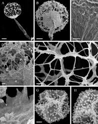 Attēlu rezultāti vaicājumam “Cribraria piriformis spores”