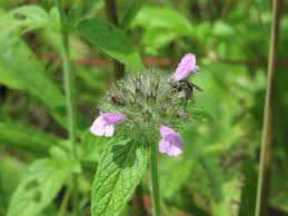 Attēlu rezultāti vaicājumam “Clinopodium vulgare flower”