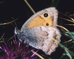 Attēlu rezultāti vaicājumam “Hyponephele lycaon”