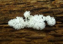 Attēlu rezultāti vaicājumam “Lindbladia tubulina spores”