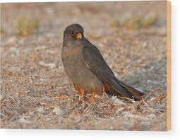 Image result for Falco vespertinus