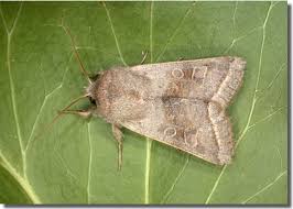 Attēlu rezultāti vaicājumam “Orthosia opima”