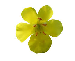 Image result for Verbascum phlomoides