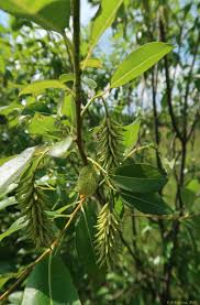 Attēlu rezultāti vaicājumam “Salix pentandra fruit”