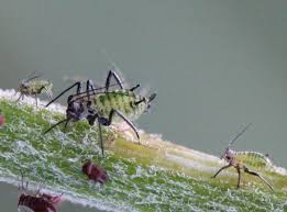 Attēlu rezultāti vaicājumam “Macrosiphoniella millefolii”